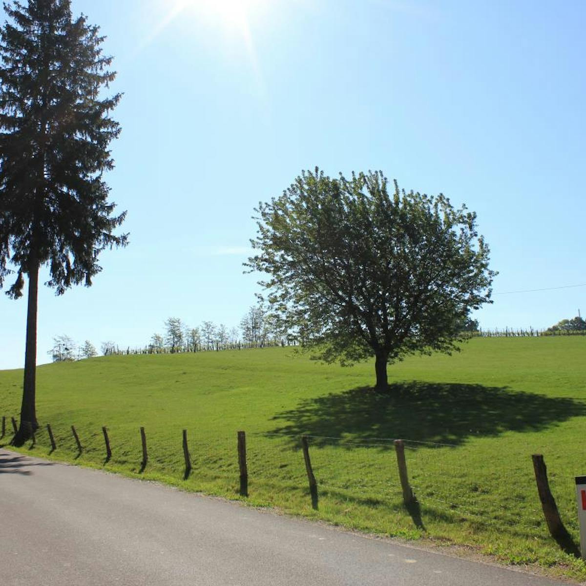 ŽUPETINSKI HRAST Cerkvenjak